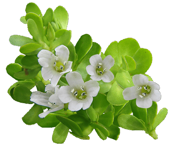 forest ORGANIC BACOPA MONNIERI