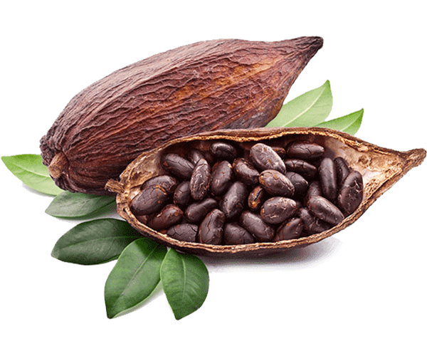 forest ORGANIC CACAO