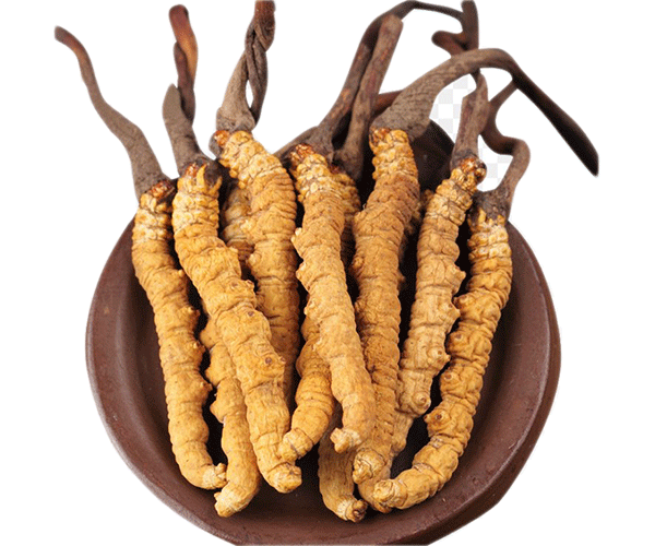 forest CORDYCEPS MUSHROOMS