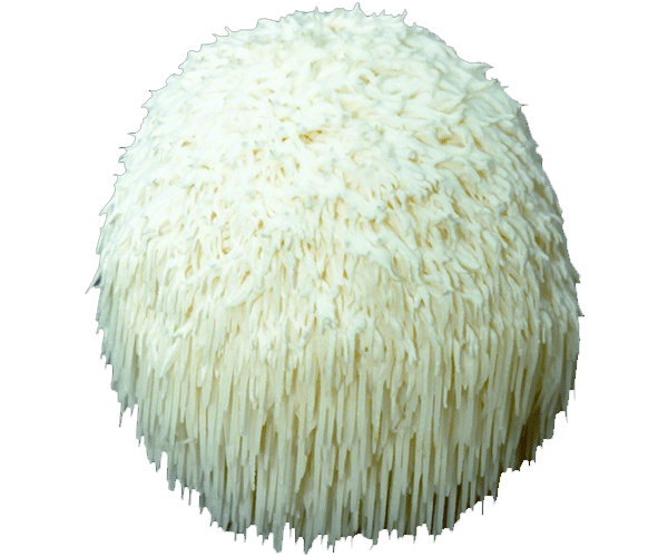 forest Lion's mane mushroom