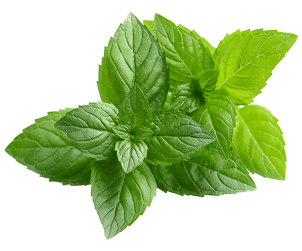 forest PEPPERMINT OIL