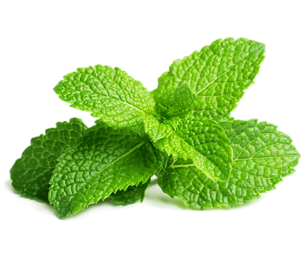 forest SPEARMINT OIL