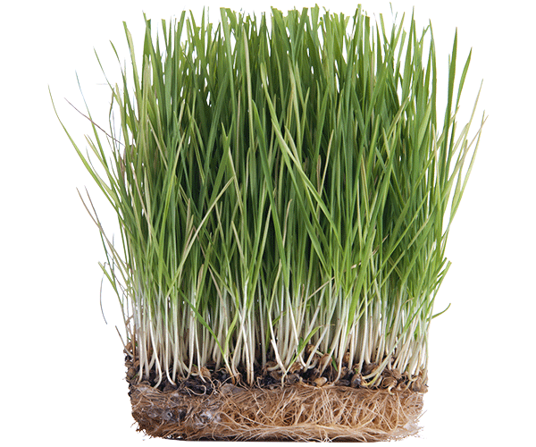 Forest ORGANIC WHEAT GRASS