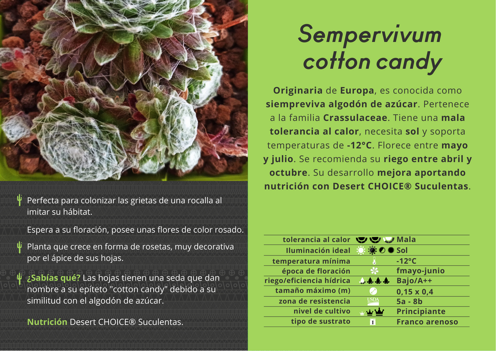 Sempervivum cotton candy – 