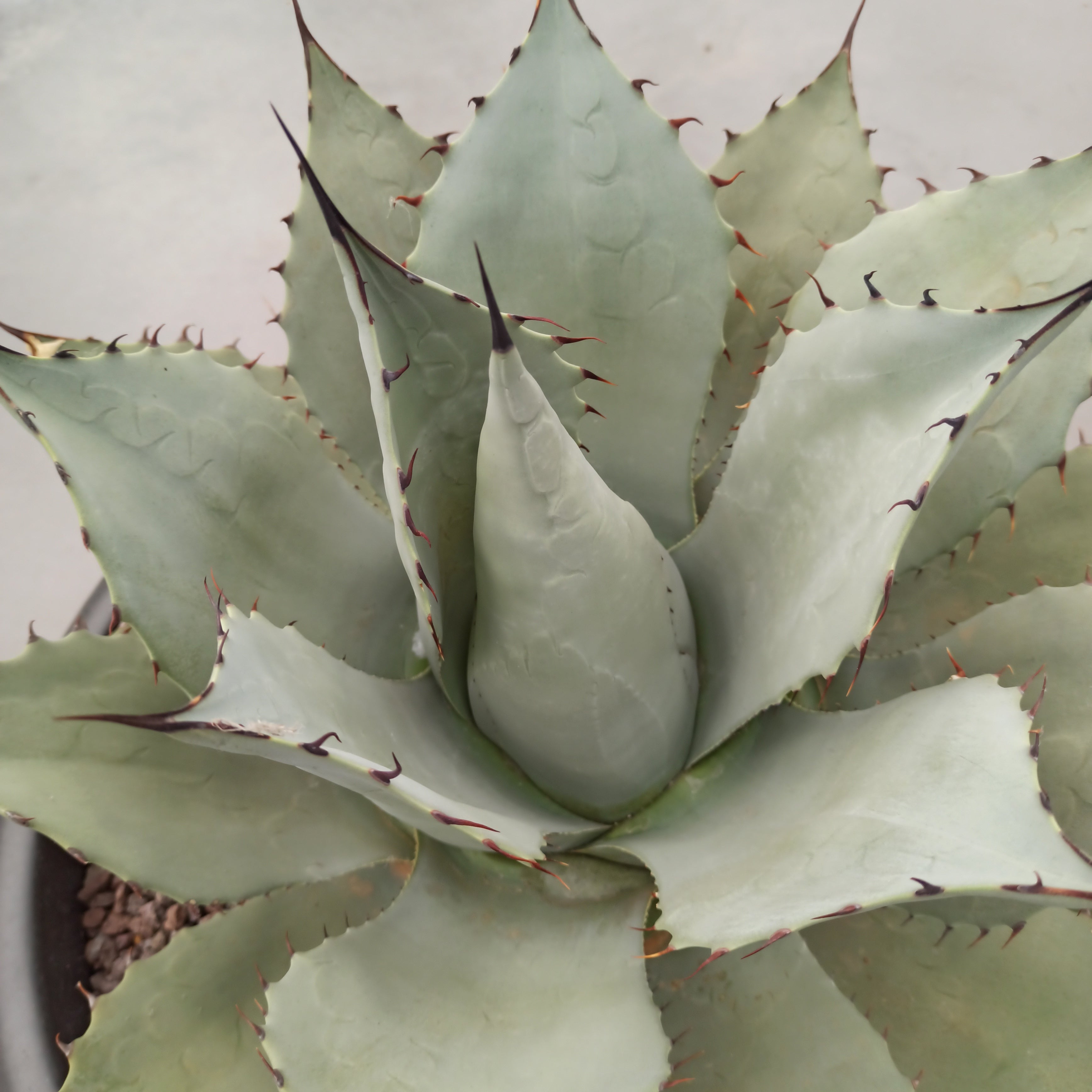 最安 www.onbit.mx 100%正規品 Agave parryi ´Desert Agave ´Desert