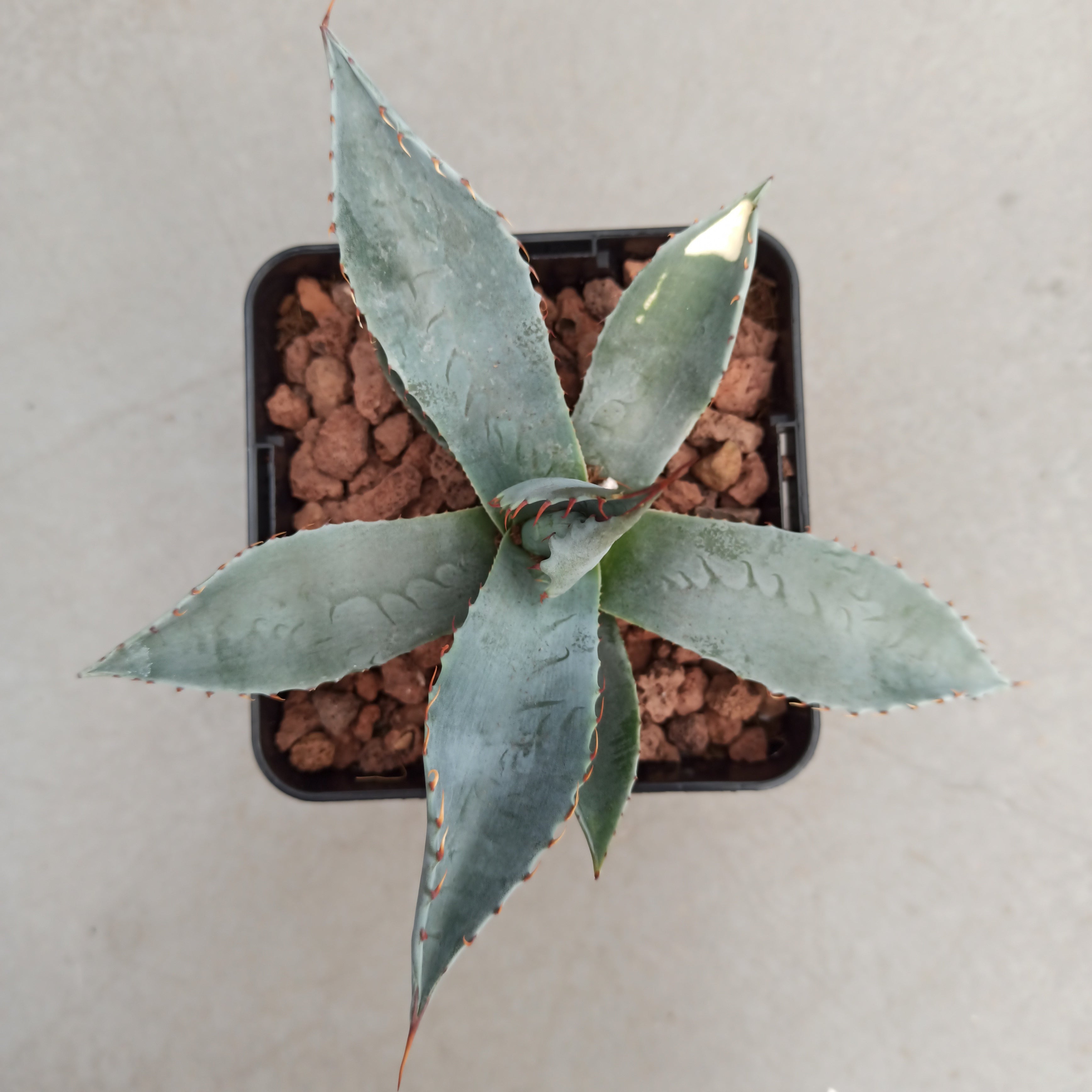 Agave parryi 'Desert Delight' 71 | www.tspea.org