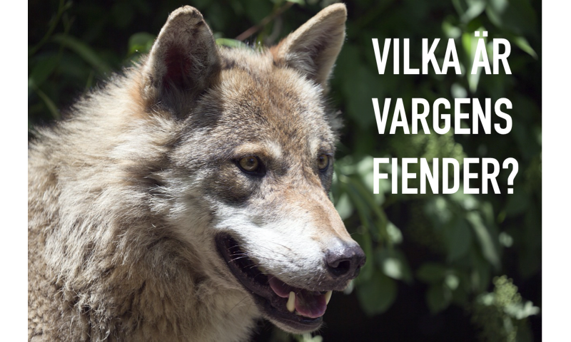 Vilka Är Vargens Fiender? 