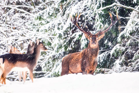 deers in snow