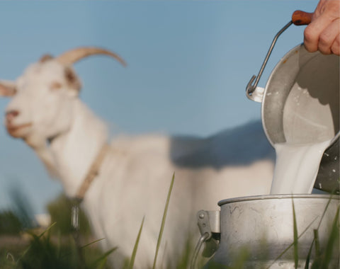Goat Milk for natural soap