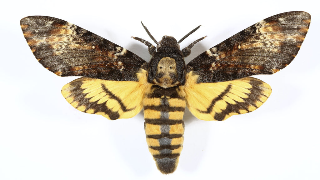 Death's-head moth