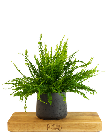 Boston Fern