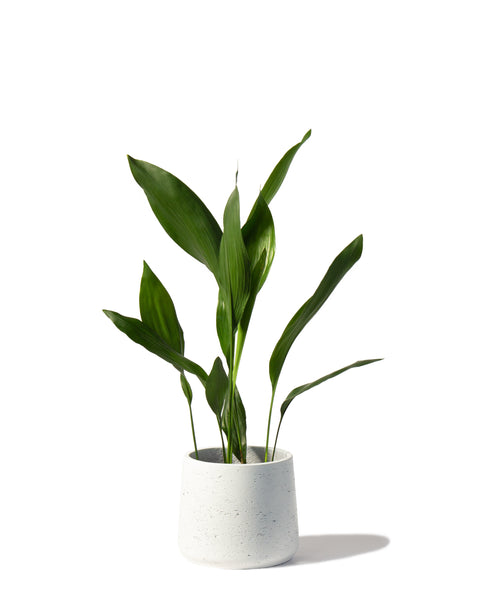 Cast Iron Plant | Aspidistra Elatior