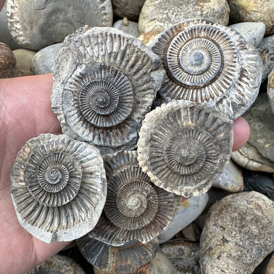 Ammonites – 