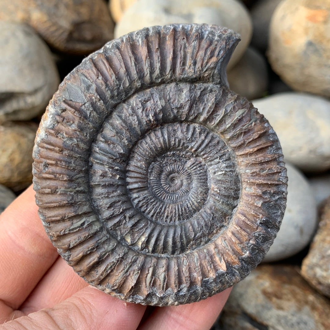 Dactylioceras ammonite fossil - Whitby, North Yorkshire Jurassic Coast –  