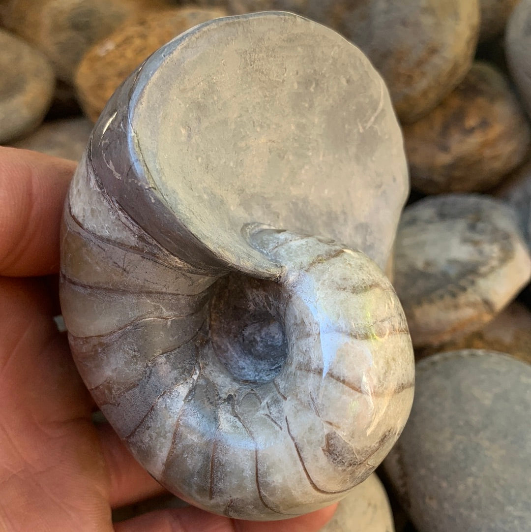 Nautilus fossil - Whitby, North Yorkshire Jurassic Coast, Yorkshire fo –  