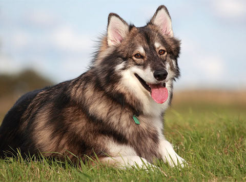 TYPES OF HUSKIES