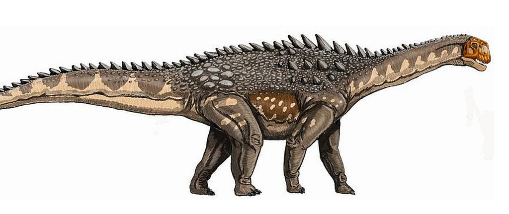 Ampelosaurus Représentation