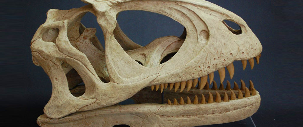 Dentition de dinosaure T-rex
