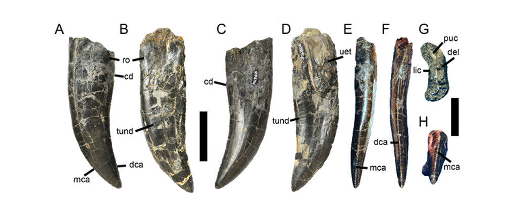 Différentes dents de dinosaure