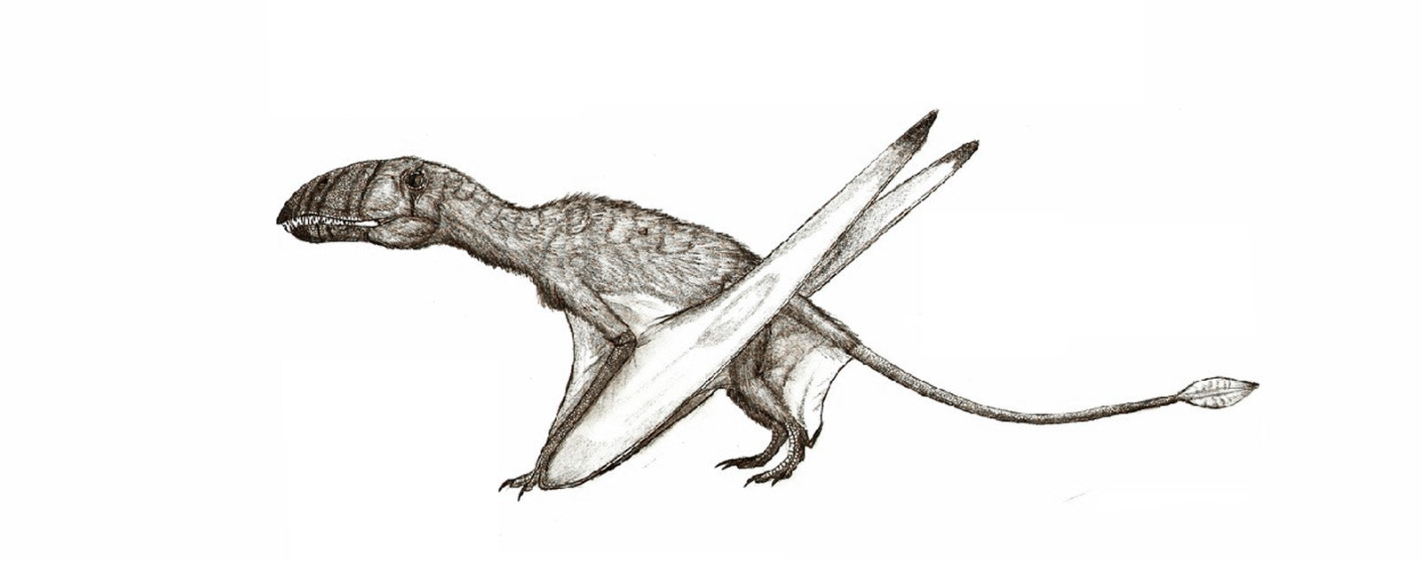 Dimorphodon Dessin