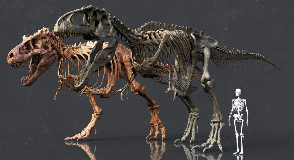 Giganotosaurus squelette
