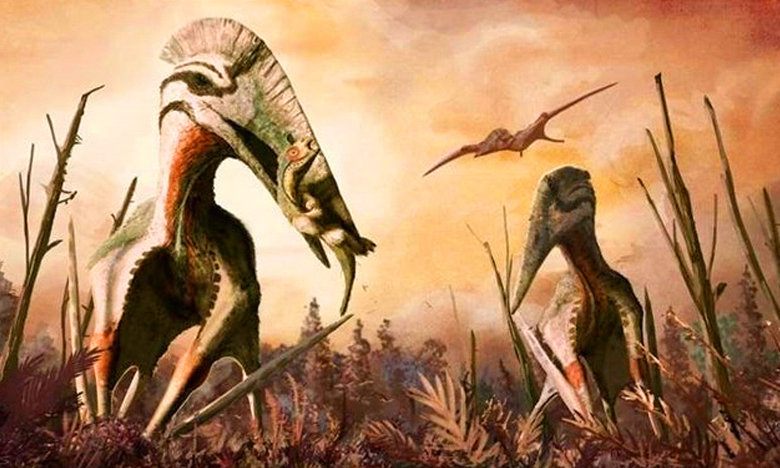 Hatzegopteryx Adulte