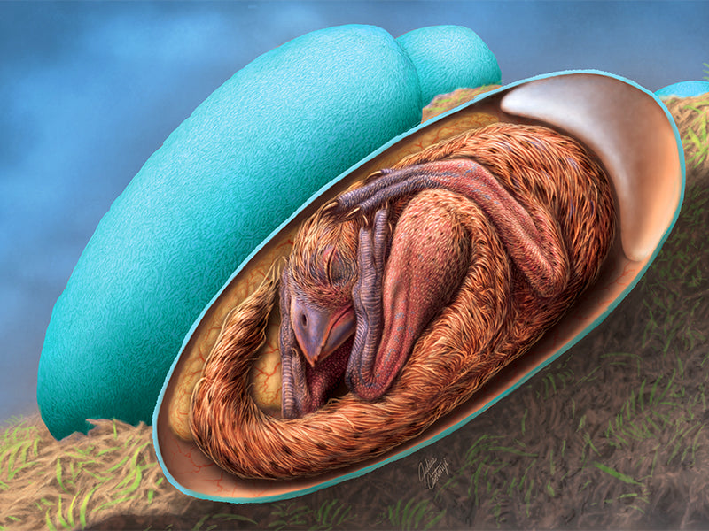 Intérieur œuf de dinosaure