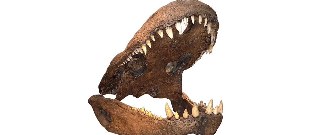 Mâchoire et dents de dinosaure carnivore
