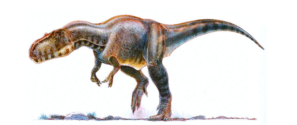 Mégalosaure Illustration