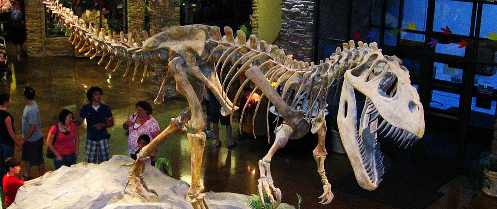Mégalosaure squelette