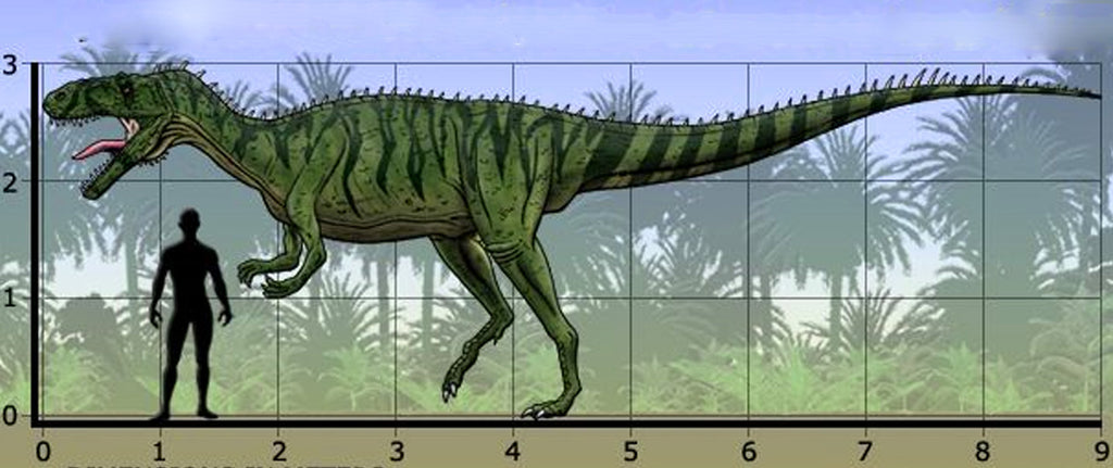 Megalosaurus taille