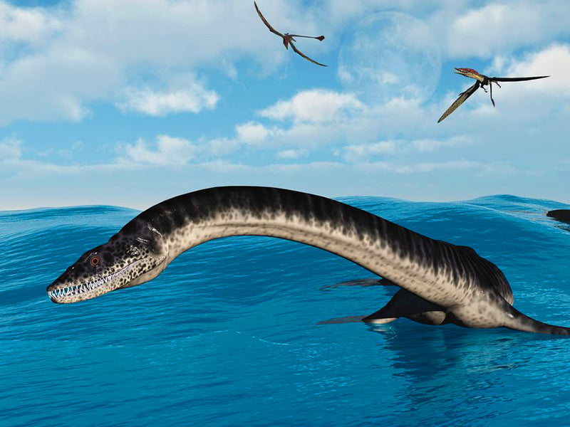 Plésiosaure dinosaure marins