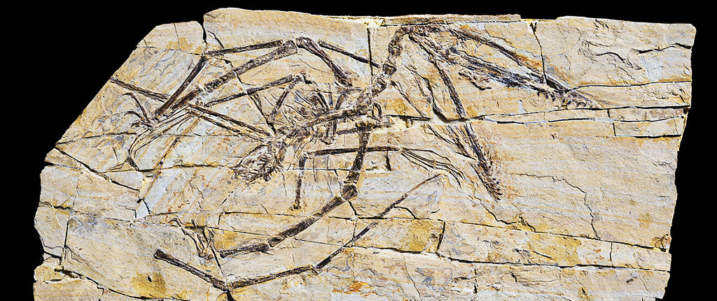 Ptérosaure fossilisé