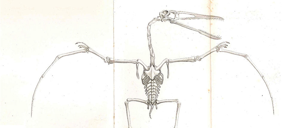 Ptérosaure shéma squelette