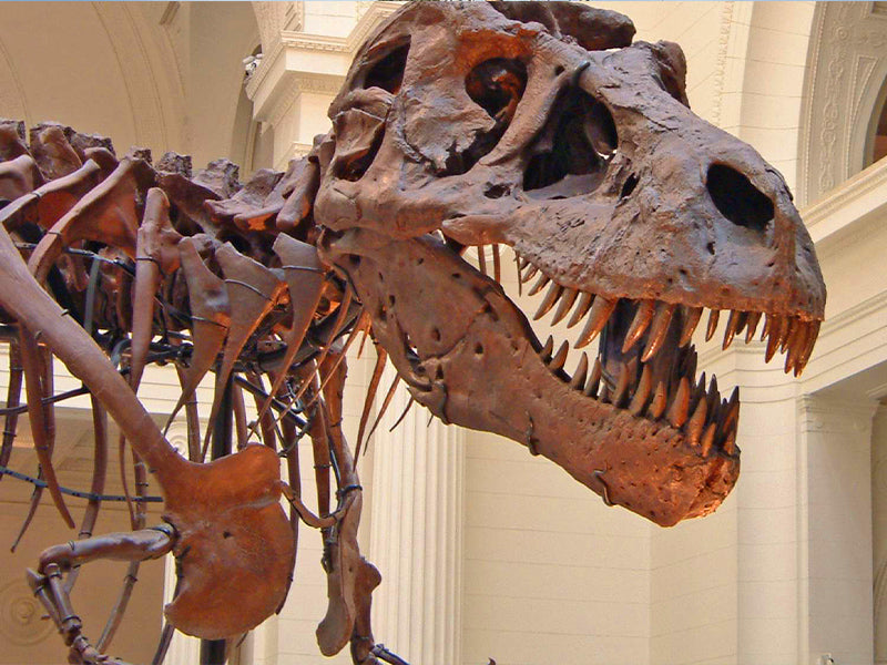 Squelette Tyrranosaurus Rex