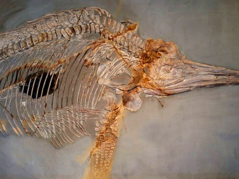 Squelette dinosaure Ichthyosaure