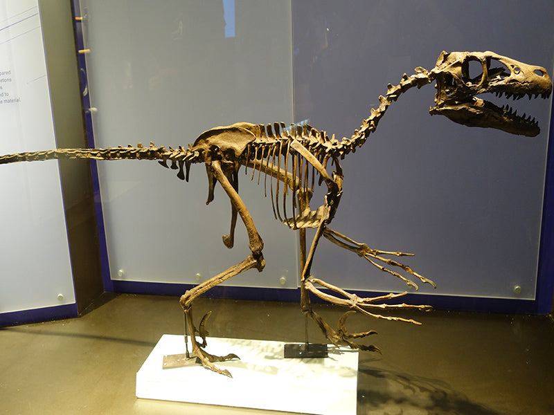 Squelette de dinosaure