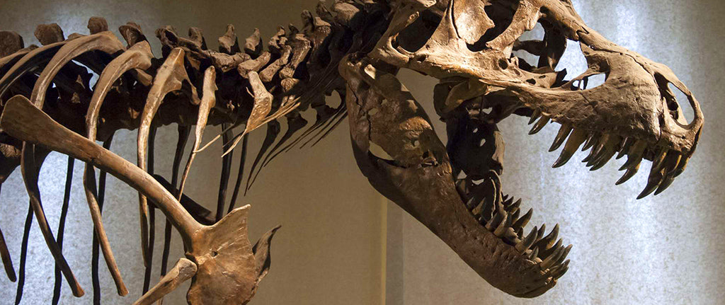 Squelette et dentition de Tyrranosaurus Rex