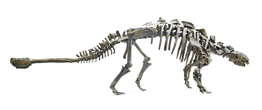 Struthiosaurus squelette