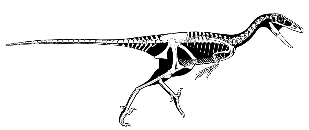 Troodon Squelette