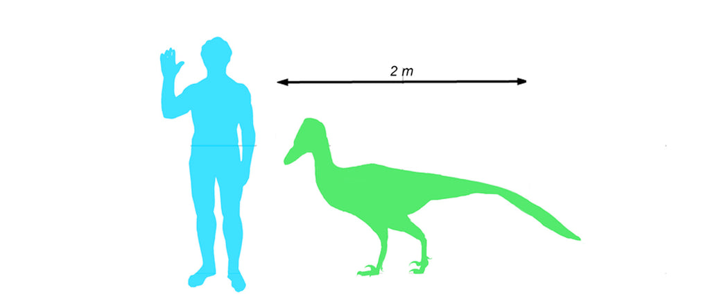 Troodon Taille