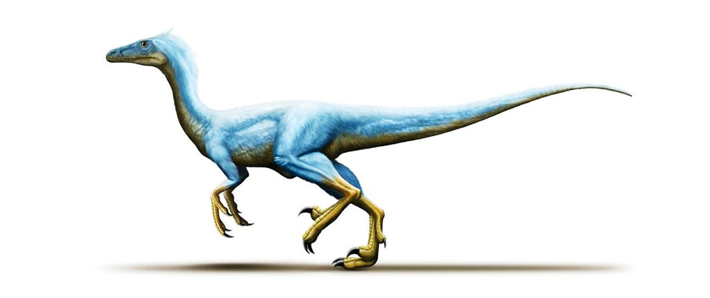 Variraptor Dessin