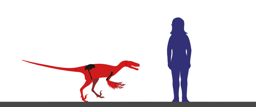 Variraptor taille