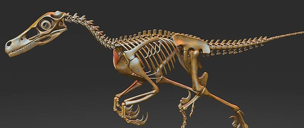 Vélociraptor squelette
