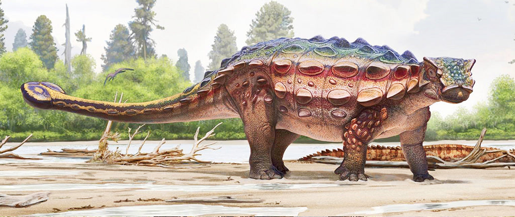 ankylosaure dinosaure adulte