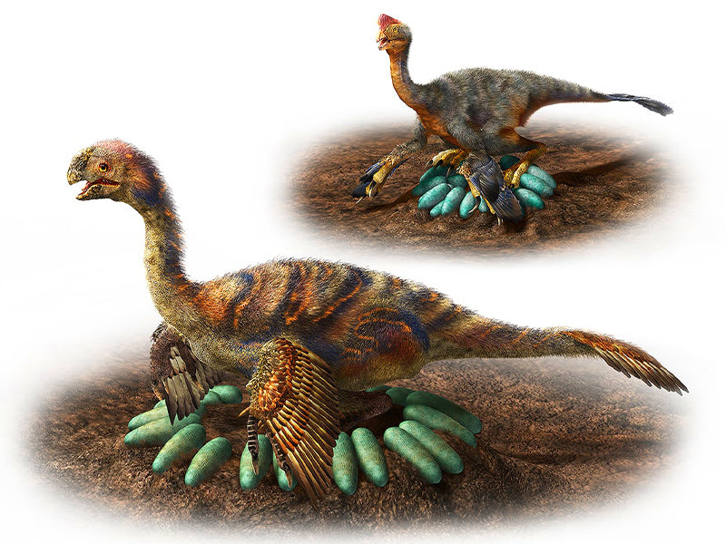 dinosaure qui couve des œufs