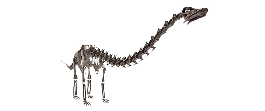 Diplodocus squelette