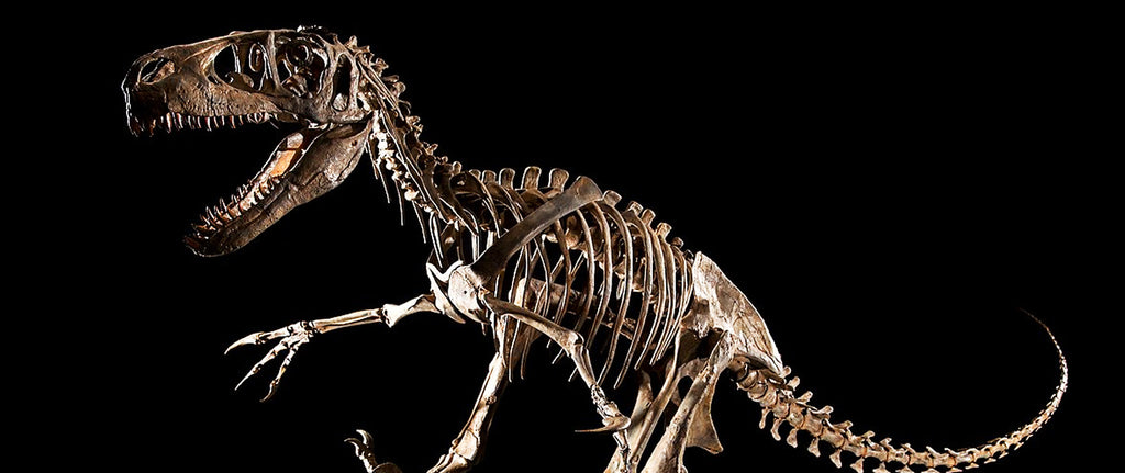 Utahraptor squelette