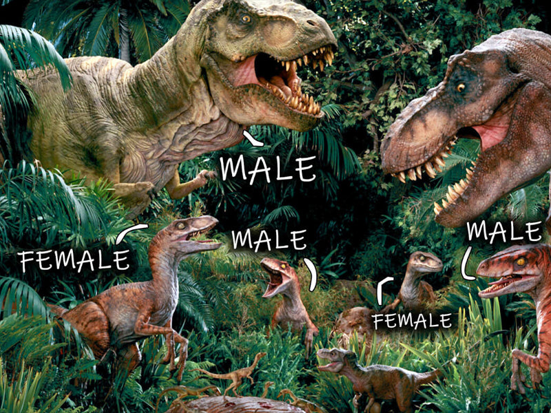 sexe dinosaure