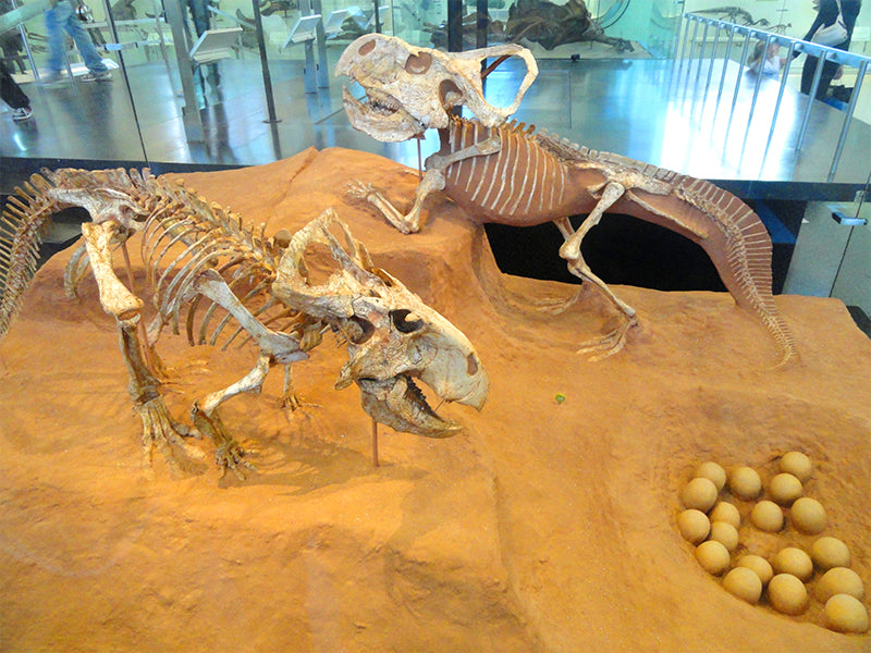 squelette de dinosaure avec œufs